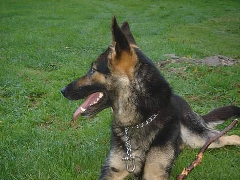 Schæferhund Ruth - kan man blive smukkere (; <3 billede 10