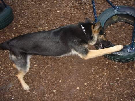 Schæferhund Ruth - også en af ruths yndlings beskæftigelser (; <3 at bide i gyngen (; hehe billede 11