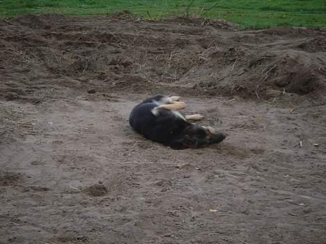 Schæferhund Ruth - hun tror hun er en pony (; hehe billede 12