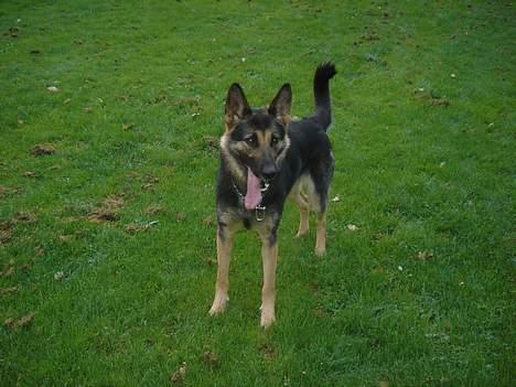 Schæferhund Ruth - smukke (; <3333333 billede 13