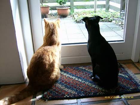 Blanding af racer Molly R.I.P billede 15