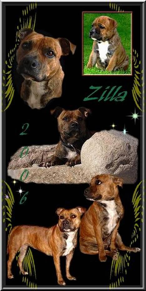 Staffordshire bull terrier Jeanty´s staff Zilla billede 1