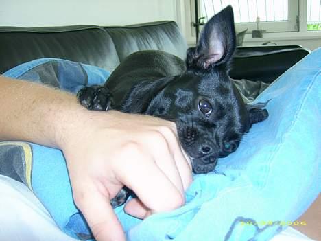 Blanding af racer Molly R.I.P - Lappe, lappe... Mmm.. billede 16