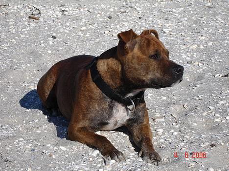 Staffordshire bull terrier Jeanty´s staff Zilla billede 2