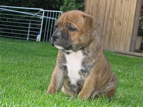 Staffordshire bull terrier Jeanty´s staff Zilla billede 3