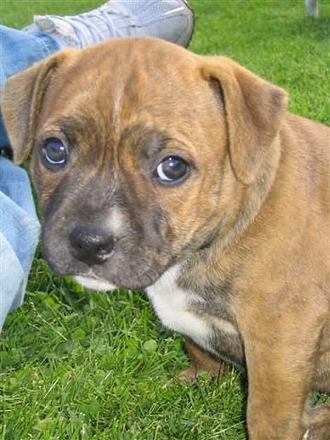 Staffordshire bull terrier Jeanty´s staff Zilla billede 4