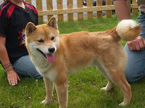 Shiba Coco billede 1