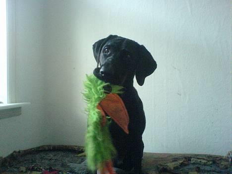 Blanding af racer Daffi ( fået ny familie) - Det er altid sjov at være på jagt.....i stuen...! billede 20