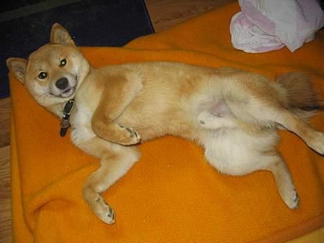 Shiba Coco billede 2