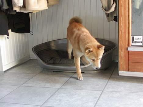 Shiba Coco billede 3