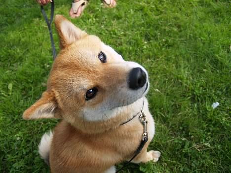 Shiba Coco billede 4