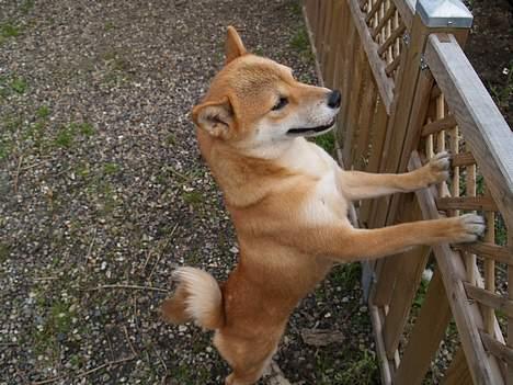 Shiba Coco billede 5