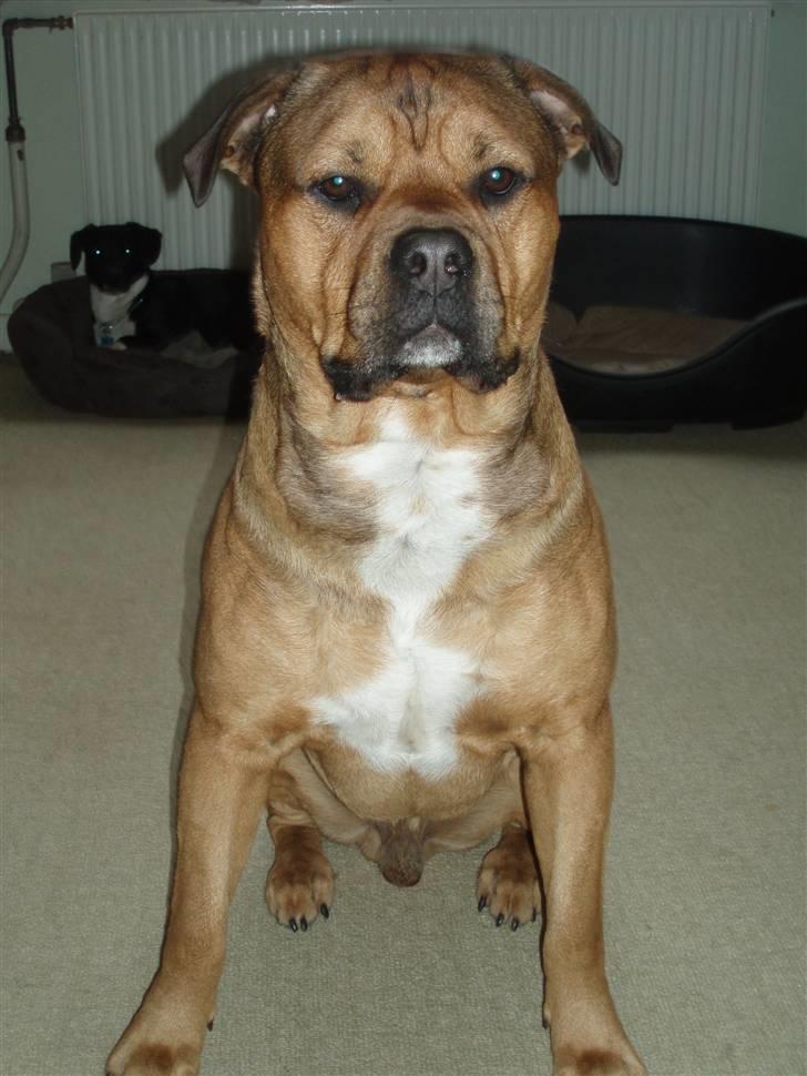 Blanding af racer TIMON "BULLROT"   R.I.P. - ja ja, jeg ved godt jeg er fotogen ;O) billede 14