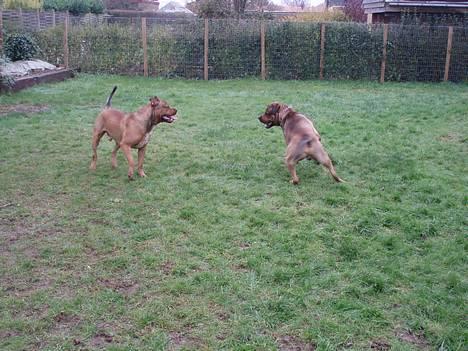 Blanding af racer TIMON "BULLROT"   R.I.P. - det var et dejligt syn da timon og brormand legede sammen.. to vildt dejlige drenge.. ;o) billede 15