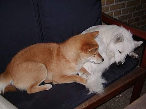 Shiba Coco billede 6