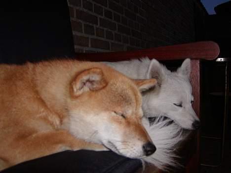 Shiba Coco billede 7