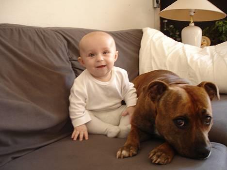 Staffordshire bull terrier Jeanty´s staff Zilla billede 5