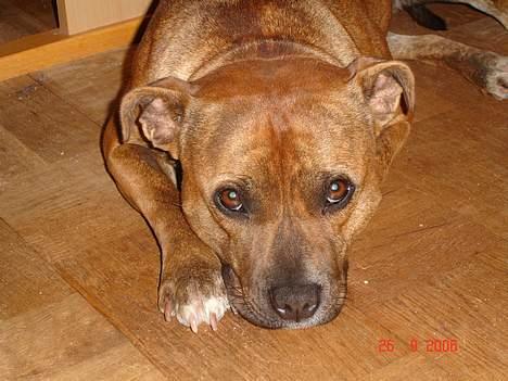 Staffordshire bull terrier Jeanty´s staff Zilla billede 6