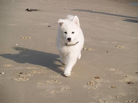 Dansk Spids Elvis - her kommer jeg billede 1