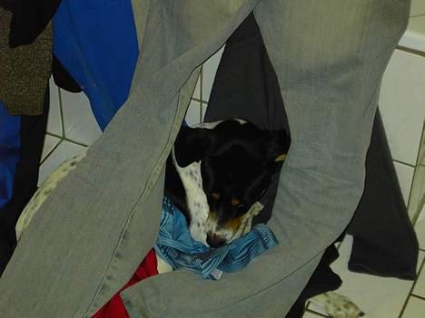 Blanding af racer boss - boss elsker og sove hvor der er varmt.. billede 7