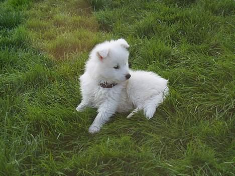 Dansk Spids Elvis - hvor er du Miki billede 2