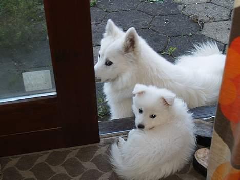 Dansk Spids Elvis - Vi hygge lige i terassedøren billede 3