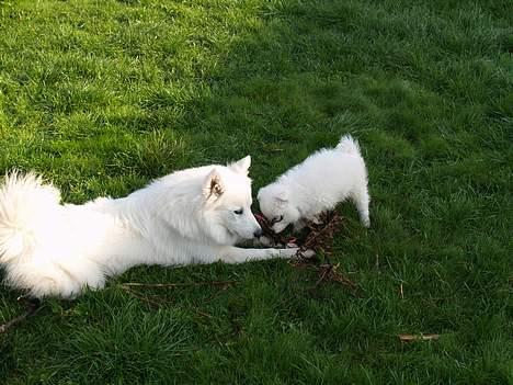 Dansk Spids Elvis - Miki jeg kan godt klare dig:-) billede 4