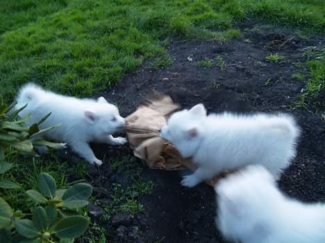 Dansk Spids Elvis - Her er jeg med mine to brødre Louie og Balou billede 5