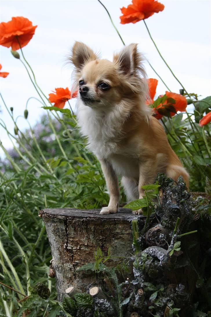 Chihuahua Dusty - velkommen til min profil :-) ALT KOPIERING ER FORBUDT billede 1