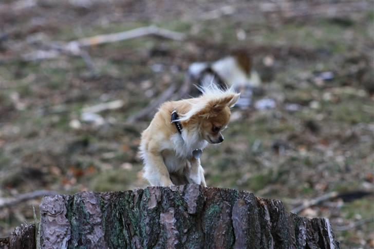 Chihuahua Dusty - der er langt ned billede 3