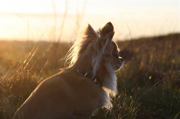 Chihuahua Dusty - dusty kigger ud over horisonten billede 6