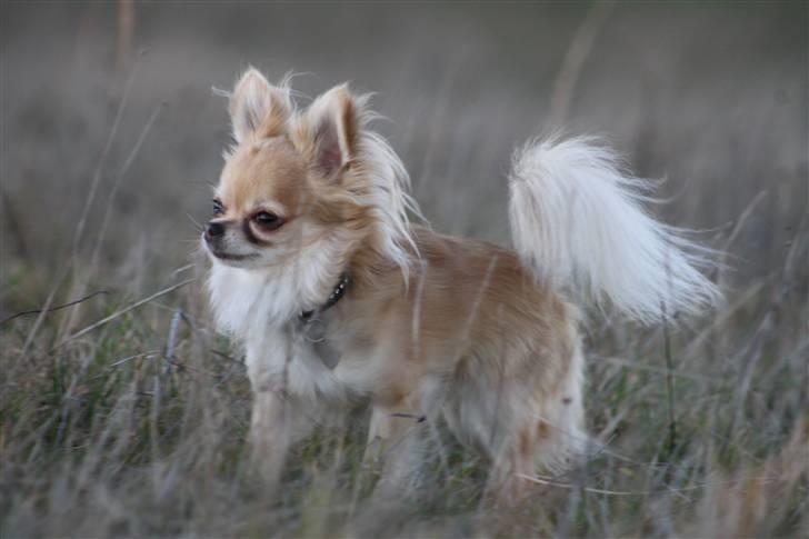 Chihuahua Dusty - smukke hunden billede 7