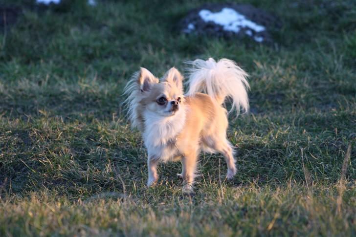 Chihuahua Dusty - jeg venter på jer far og mor billede 8