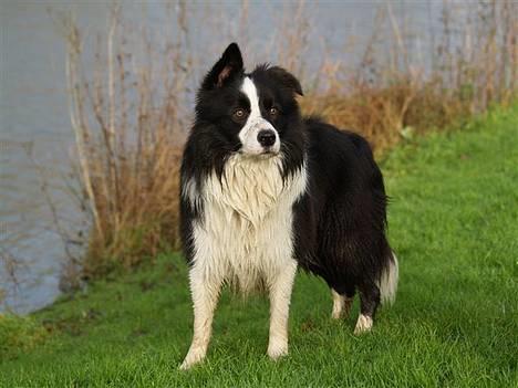 Border collie Kojima's Cool CaMiki - Min mor er så stolt af mig. billede 7