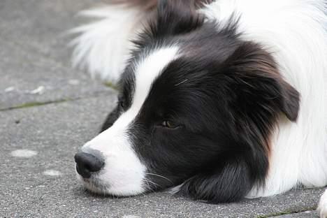Border collie Kojima's Cool CaMiki - Tid til en lur billede 8