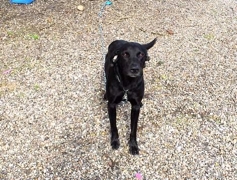 Labrador retriever plet billede 1