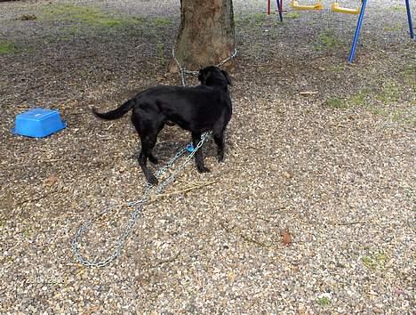 Labrador retriever plet billede 2