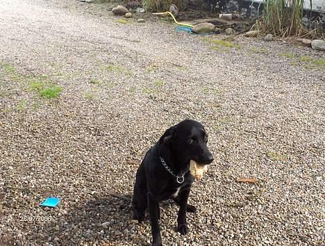 Labrador retriever plet billede 3