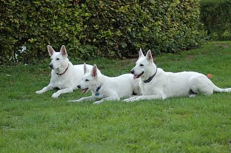 Hvid schæfer egeborg`s Aslan - Min dejlige hundefamilie, som jeg nok driver til vandvi nu og da, tror jeg. billede 6