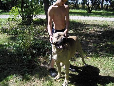 Mastiff SIMBA/FAGOT billede 1