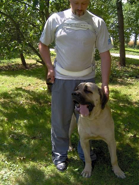 Mastiff SIMBA/FAGOT billede 2