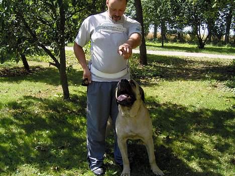 Mastiff SIMBA/FAGOT billede 3
