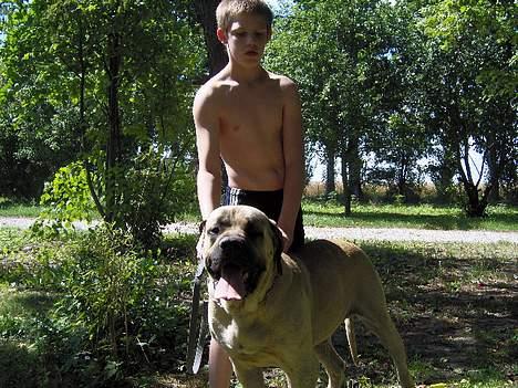 Mastiff SIMBA/FAGOT billede 4