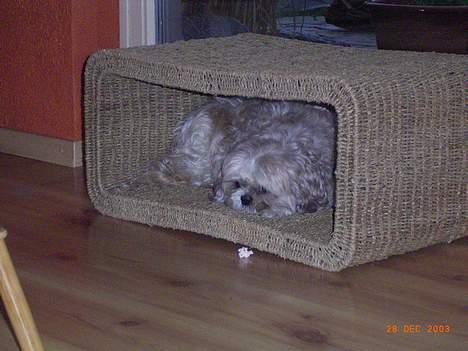 Shih tzu Fjante (død) - Jeg ligger lige og sover inde i min lille hule :-) billede 1