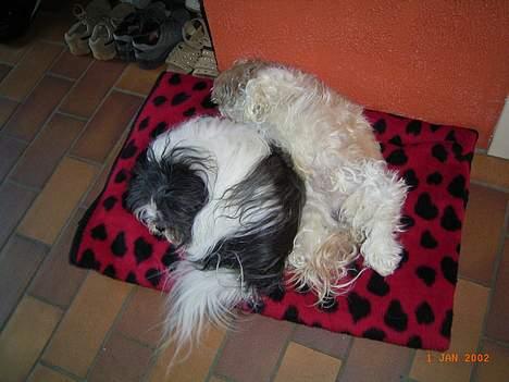 Shih tzu Fjante (død) - Her ligger jeg sammen med min bedste ven Futte . Er vi ikke søde ? billede 2
