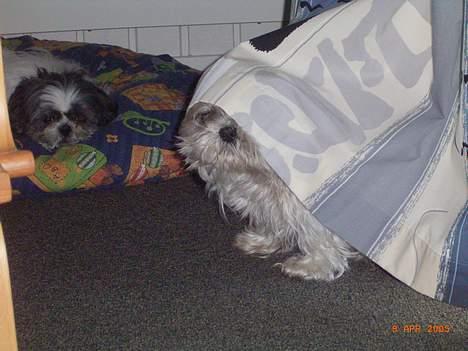 Shih tzu Fjante (død) - Titte bøø ! billede 3