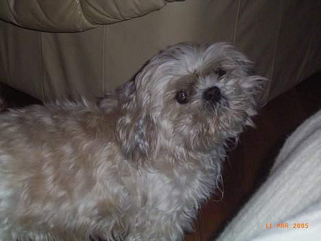 Shih tzu Fjante (død) - Hejsa :) billede 4