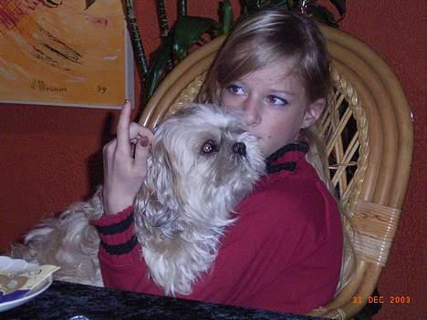 Shih tzu Fjante (død) - Her sidder man da meget godt . billede 5