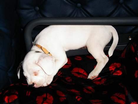 Blanding af racer Idefix RIP billede 19