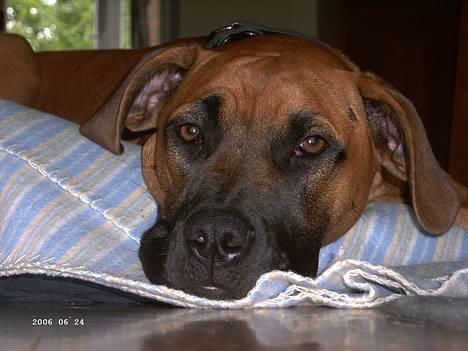 Blanding af racer ... billede 5